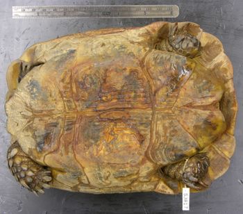 Media type: image; Herpetology R-53817